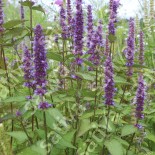 MENTHE CORÉENNE- Graines BIO