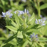 TRIGONELLE Bleue (Fenugrec)...