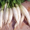 RADIS DOUX "Chandelle de Glace" - Graines BIO | Sativa | Graines et Bio