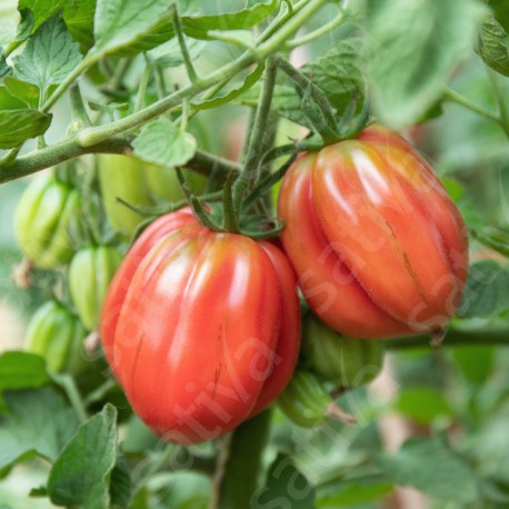 TOMATE COEUR DE BOEUF Albenga - Graines BIO | Sativa | Graines et Bio