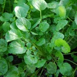 🥬 Graines de CRESSON - CRESSON d'HIVER - Graines BIO