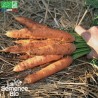 CAROTTE TOUCHON - Graines BIO | La Semence Bio | Graines et Bio