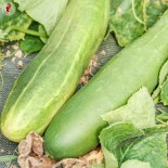 CONCOMBRES - DUO Kokopelli - Graines BIO | KOKOPELLI | Graines et Bio