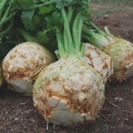 CÉLERI RAVE Monarch - Graines BIO | KOKOPELLI | Graines et Bio