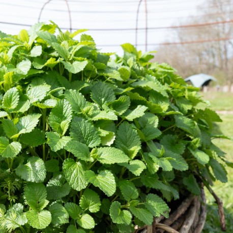 MÉLISSE OFFICINALE - Graines BIO | KOKOPELLI | Graines et Bio