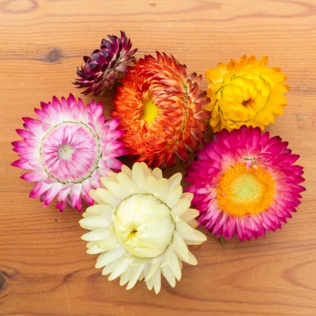 IMMORTELLE NAINE "Pleno Bikini" - Graines BIO | KOKOPELLI | Graines et Bio