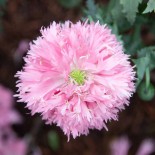 PAVOT ROSE - Graines BIO | KOKOPELLI | Graines et Bio