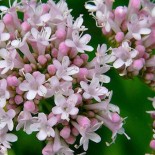 🌿 Graines AROMATIQUES et MEDICINALES - VALÉRIANE - Graines BIO