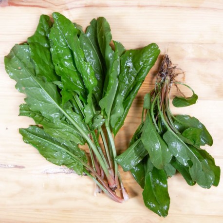 OSEILLE LARGE de BELLEVILLE - Graines BIO | KOKOPELLI | Graines et Bio