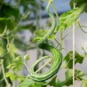 COURGE SERPENT ou SERPENT VÉGÉTAL - Graines BIO | KOKOPELLI | Graines et Bio