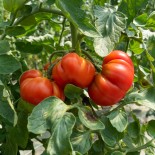 TOMATE MARMANDE + 50 % - Graines BIO | KOKOPELLI | Graines et Bio