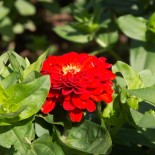 ZINNIA "Jim Baggett’s Choice Mix" - Graines BIO | KOKOPELLI | Graines et Bio