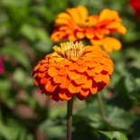ZINNIA "Jim Baggett’s Choice Mix" - Graines BIO | KOKOPELLI | Graines et Bio