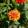 ZINNIA "Jim Baggett’s Choice Mix" - Graines BIO | KOKOPELLI | Graines et Bio