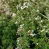 THYM D'HIVER - Graines BIO | Ferme de Sainte Marthe | Graines et Bio