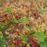 CAPUCINE RAMPANTE Purple Emperor - Graines BIO | Ferme de Sainte Marthe | Graines et Bio