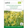 PRIMEVÈRE OFFICINALE - Graines BIO | Sativa | Graines et Bio