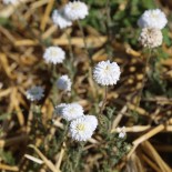 Graines de CAMOMILLE - CAMOMILLE ROMAINE - Graines BIO