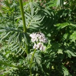 🌿 Graines AROMATIQUES et MEDICINALES - VALÉRIANE Officinale - Graines BIO