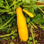 COURGETTE JAUNE Goldini 2 - Graines BIO | KOKOPELLI | Graines et Bio