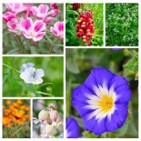 FLEURS MELLIFÈRES RÉSISTANTES - Graines BIO | KOKOPELLI | Graines et Bio