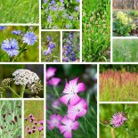 PRAIRIE DE FLEURS SAUVAGES - Graines BIO | KOKOPELLI | Graines et Bio