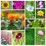 MELANGES de GRAINES - JARDIN D'ÉCLAT - Graines BIO