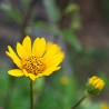 ARNICA des MONTAGNES - Graines BIO | KOKOPELLI | Graines et Bio