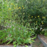 ARNICA des MONTAGNES - Graines BIO | KOKOPELLI | Graines et Bio