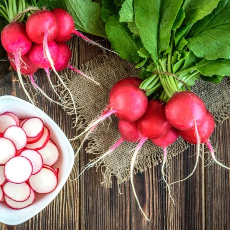 RADIS ROND "SORA" - Graines BIO | KOKOPELLI | Graines et Bio