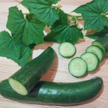 🥒 Graines de CONCOMBRE - CONCOMBRE GREEN FINGER - Graines BIO