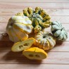 COURGES PÂTISSONS EN MÉLANGE - Graines BIO | KOKOPELLI | Graines et Bio