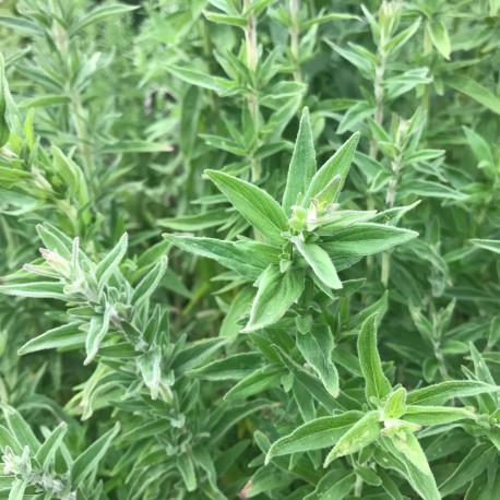 MENTHE GLACIALE ou des MONTAGNES - Graines BIO | Ferme de Sainte Marthe | Graines et Bio