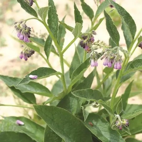 CONSOUDE OFFICINALE - Graines BIO | Ferme de Sainte Marthe | Graines et Bio