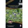 FLEUR DE CHARDON BLEU ou ECHINOPS - Graines PREMIUM non traitées