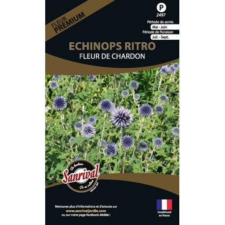 FLEUR DE CHARDON BLEU ou ECHINOPS - Graines PREMIUM non traitées | SANRIVAL | Graines et Bio