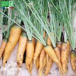 🥕 Graines de CAROTTE - CAROTTE JAUNE DU DOUBS - Graines BIO