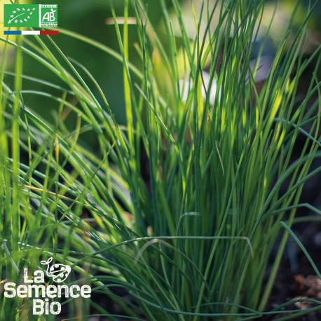 CIBOULETTE COMMUNE - Graines BIO | La Semence Bio | Graines et Bio