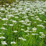 Graines de CIBOULETTE et CIBOULE - CIBOULE BLANCHE - Graines BIO