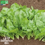 ÉPINARDS EN MÉLANGE - Graines BIO | La Semence Bio | Graines et Bio