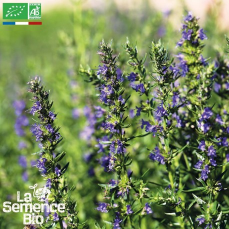 HYSOPE OFFICINALE - Graines BIO | La Semence Bio | Graines et Bio