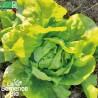 LAITUE SUCRINE Appia - Graines BIO | La Semence Bio | Graines et Bio