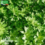🌿 Graines AROMATIQUES et MEDICINALES - LIVÈCHE ou CÉLERI PERPÉTUEL - Graines BIO