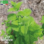 🌿 Graines AROMATIQUES et MEDICINALES - MÉLISSE - Graines BIO