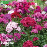 OEILLET DE POÈTE - Graines BIO | La Semence Bio | Graines et Bio