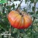 TOMATE BRANDYWINE ROSE - Graines BIO