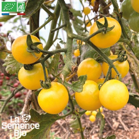 TOMATE CERISE SNOWBERRY - Graines BIO | La Semence Bio | Graines et Bio