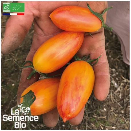 TOMATE COCKTAIL ORANGE Blush - Graines BIO | La Semence Bio | Graines et Bio