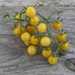 🍅 Graines de TOMATE - TOMATE CERISE Bulle - Graines non traitées