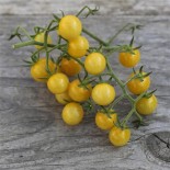 TOMATE CERISE "Bulle" ou "Champagne" - Graines non traitées